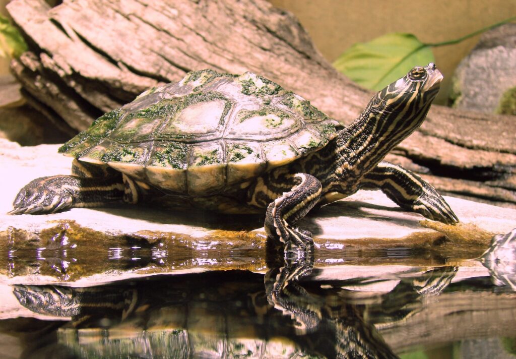 Wasserschildkröten im Aquaterrarium