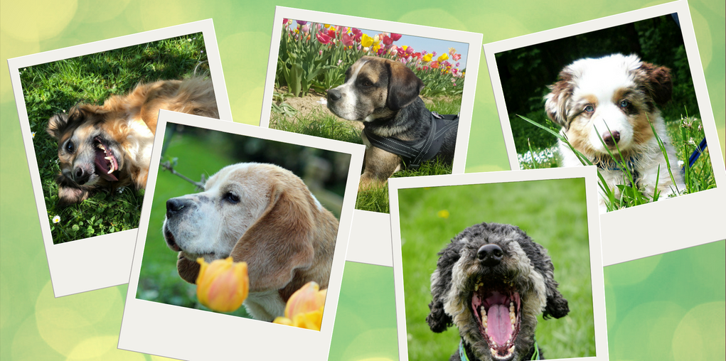 Die schönsten Hunde-Frühlingsfotos