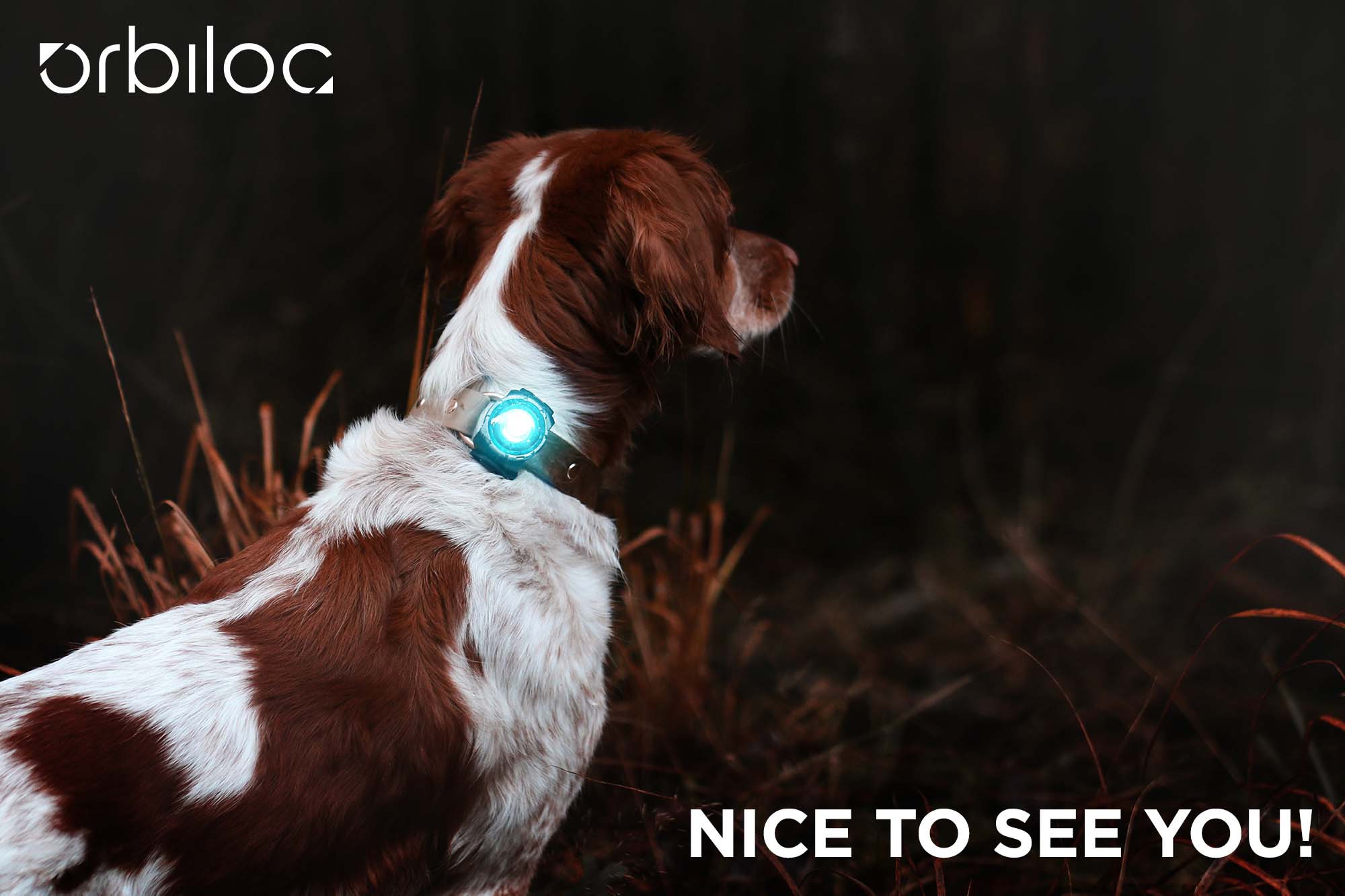 #NICETOSEEYOU – Mache dich und deinen Hund für andere sichtbar