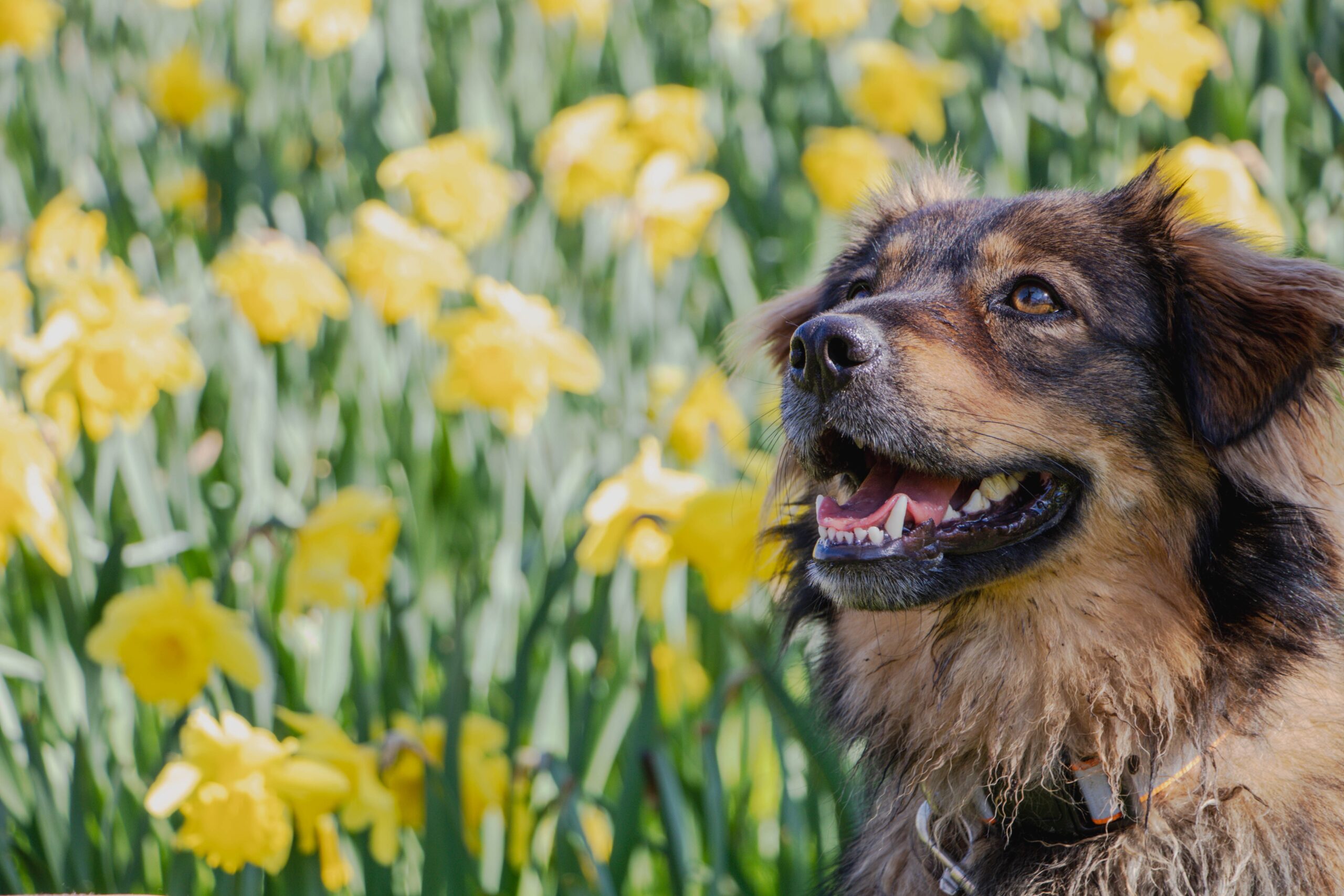 Mit dem Hund durch den Frühling