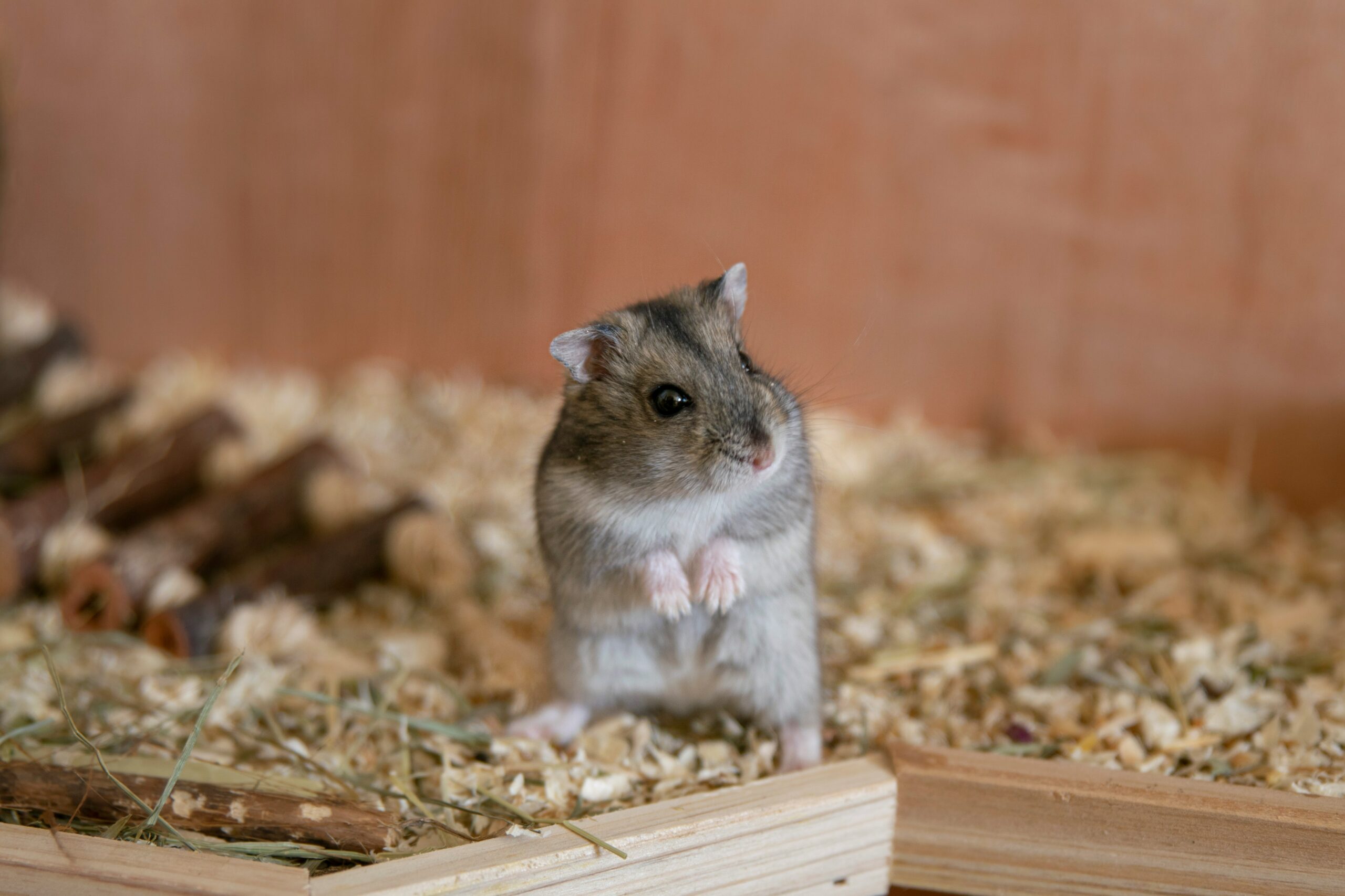 Artgerechte Hamster-Haltung: Käfiggestaltung und Zubehör